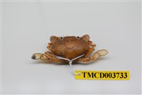 藏品(擬深穴青蟳)的圖片